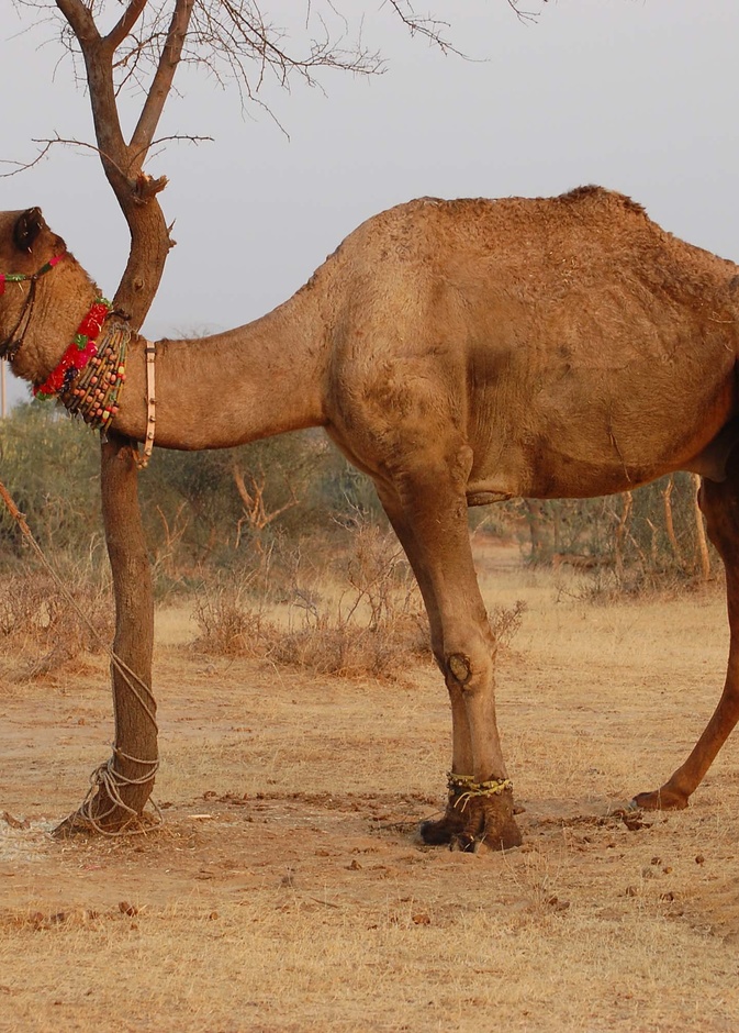 قصص وفاء النياق والجمال لأصحابها الأكثر تأثيرا على البعض 