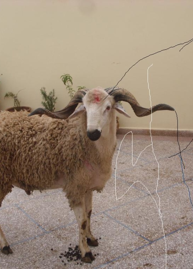 كبش يقتل مسناً بالنطحة القاضية