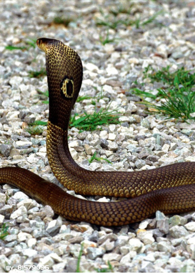 كوبرا سامة تتجول في حمامات مبنى سكني