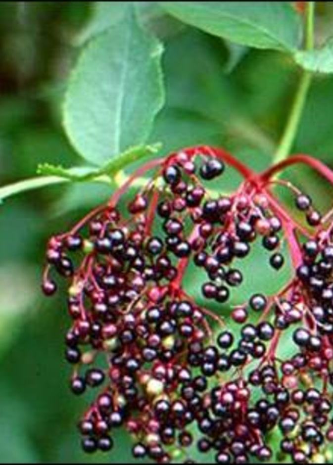 شجرة المحلب التي هي نوع من انواع شجر الكرز