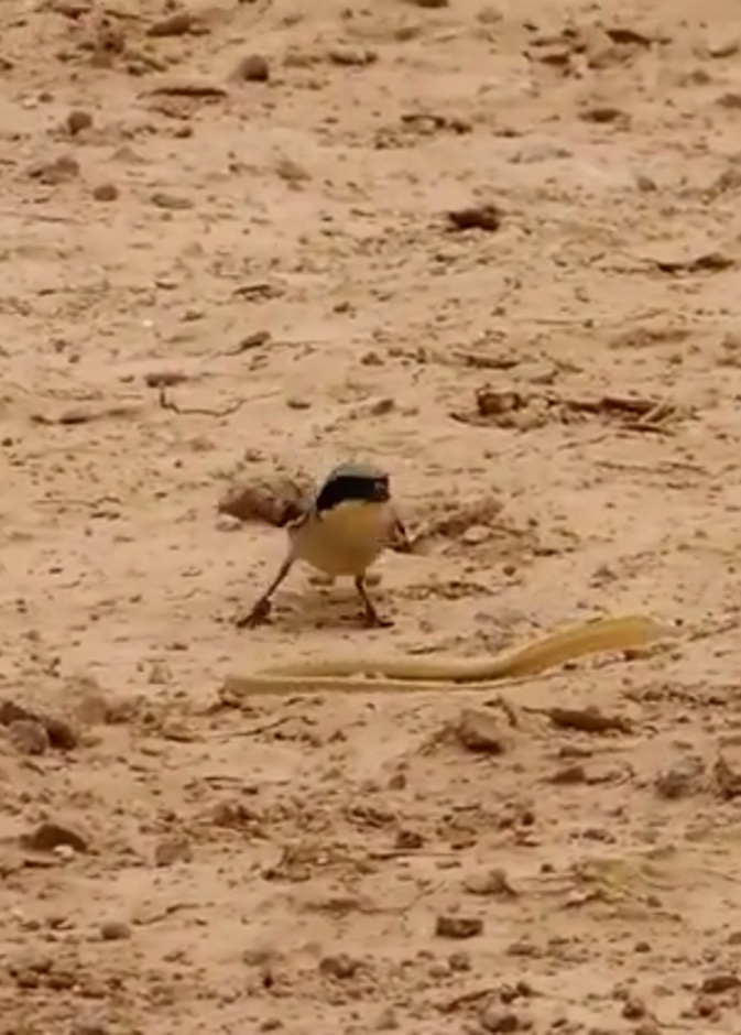 بالفيديو: معركة بين طائر وأفعى في صحراء السعودية
