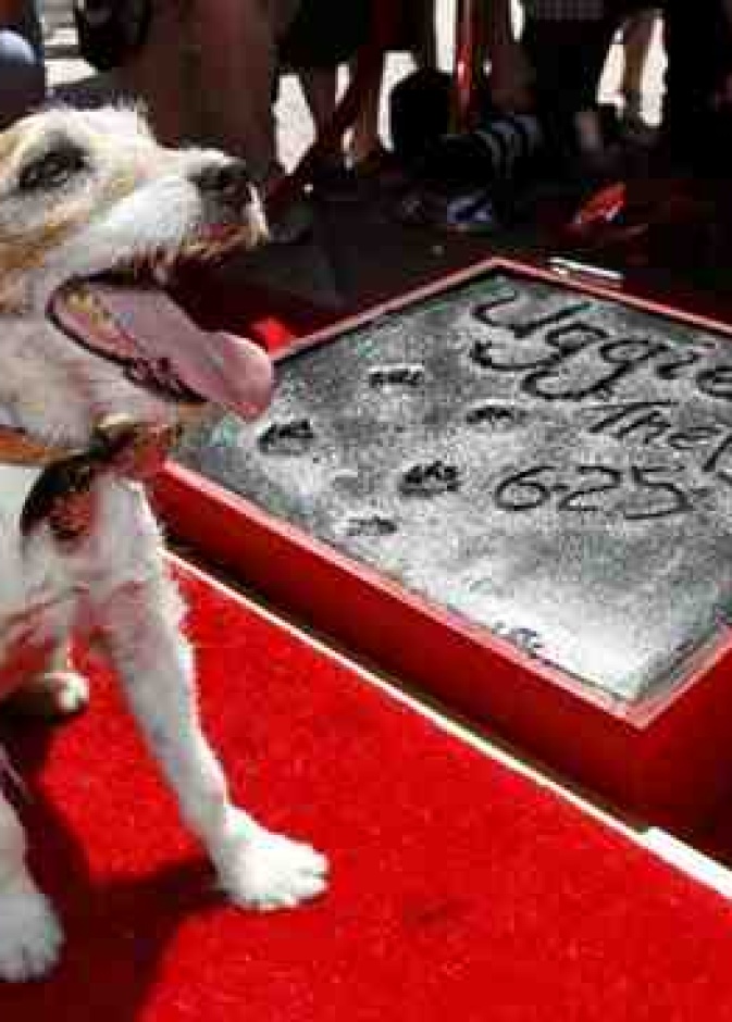 نجمة هوليود للكلب أوجي