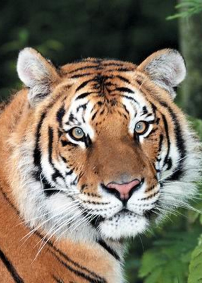 نمر يفترس رجلا أمام زوجته وابنته 