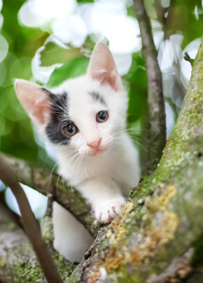 هرة على الشجرة