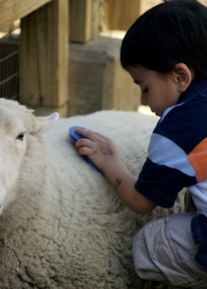 هل سيتقبل طفلك مشهد ذبح ضحية العيد ؟