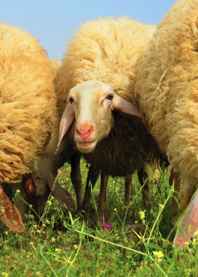 يمكن معرفة عمر الاضحية من خلال اسنانها 