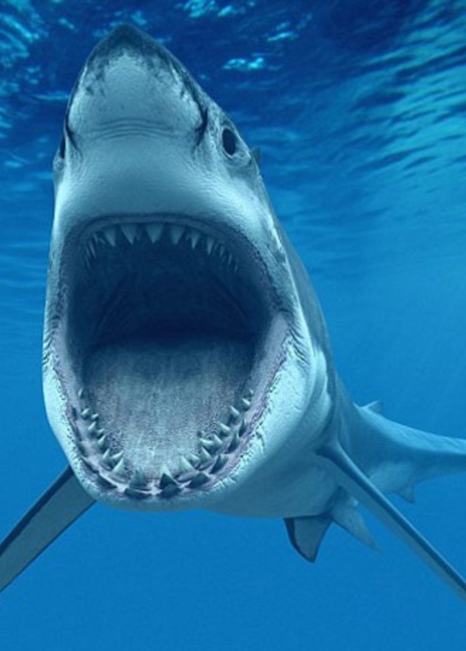 فيديو.. سمكة قرش عملاقة في حمام سباحة