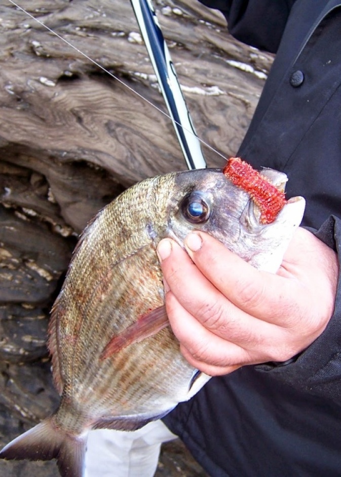 بالفيديو: التكنولوجيا تغير صيد السمك أيضاً! 