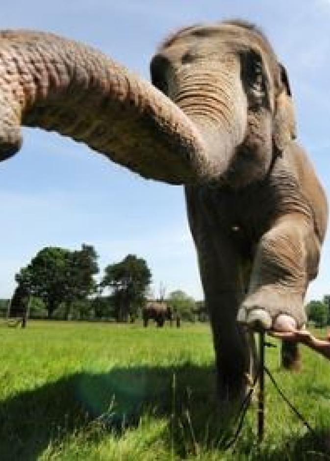 فيل يحصل على تقليم وبوديكير في حديقة Whipsnade للحيوانات !