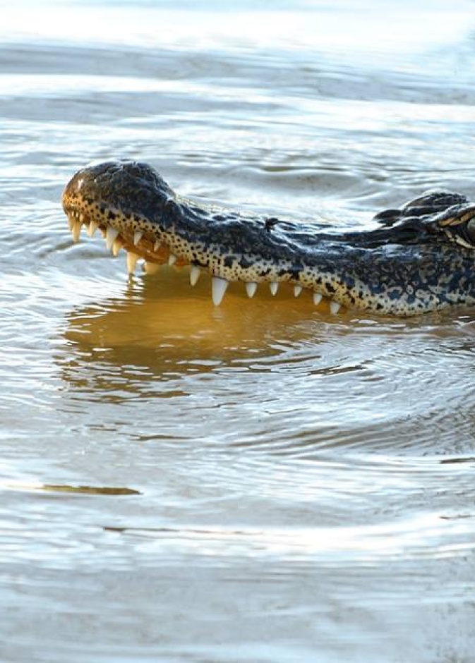شاب يلقي بنفسه في بحيرة تماسيح