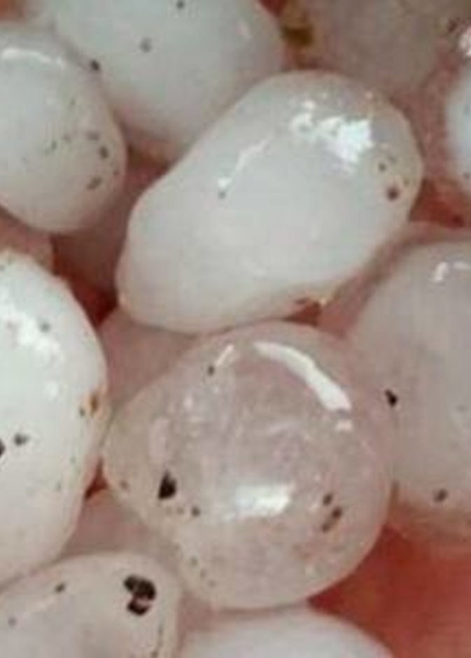 أمطار غزيرة وبَرَد في المنطقة الوسطى بإمارة الشارقة 