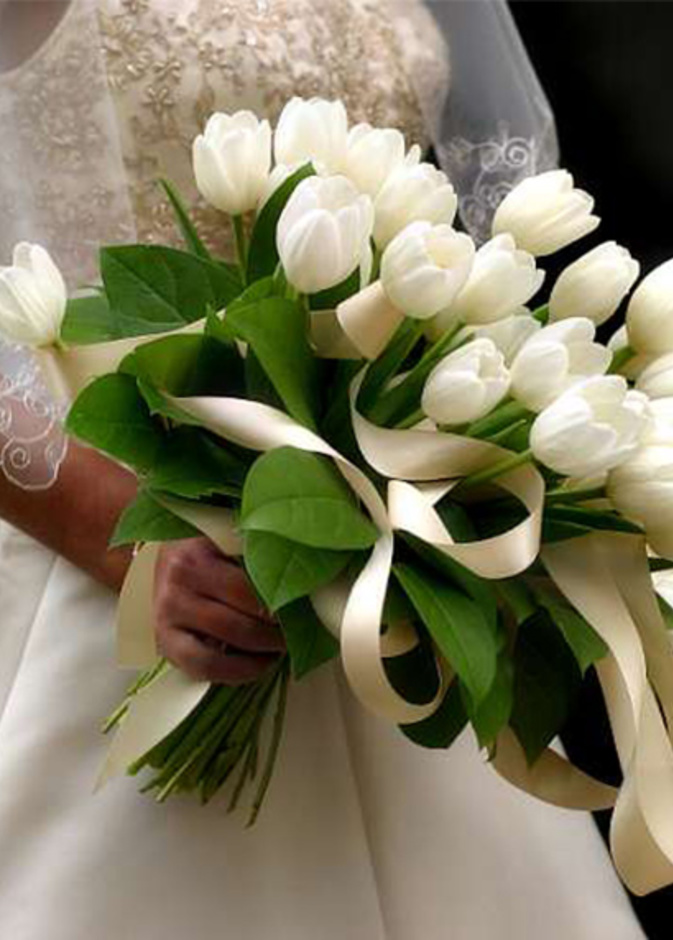  رونق التوليب لا مثيل له