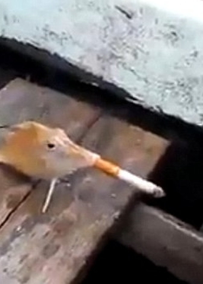 بالفيديو: سمكة تدخن