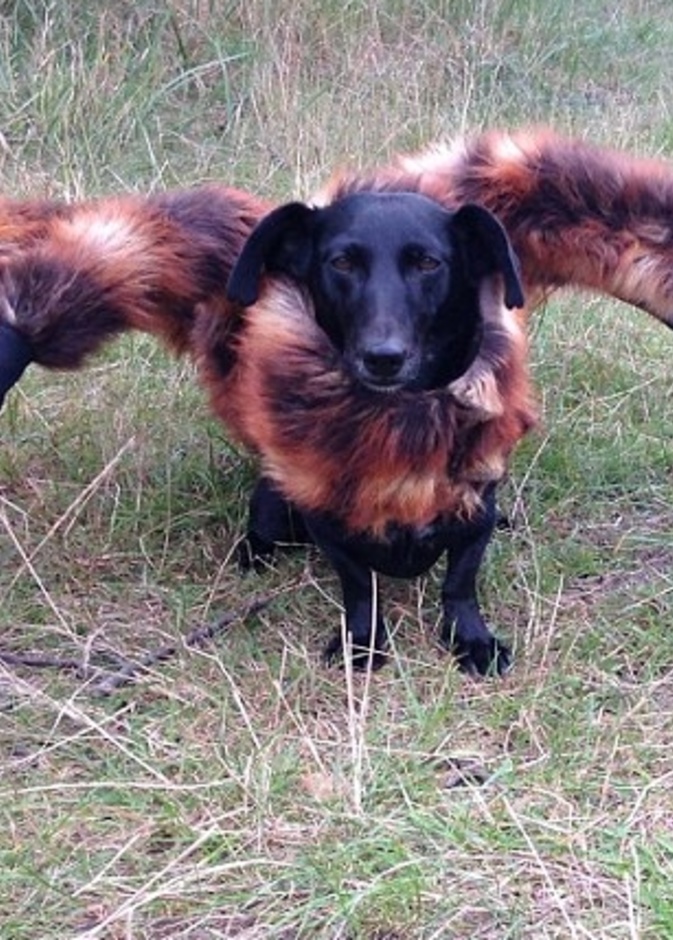 بالفيديو: الكلب العنكبوت يرعب المارة!