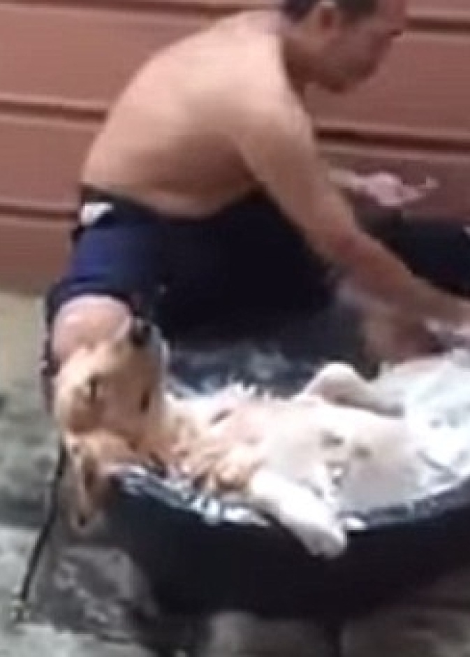 كلب مدلل يتمتع بفرك الصابون