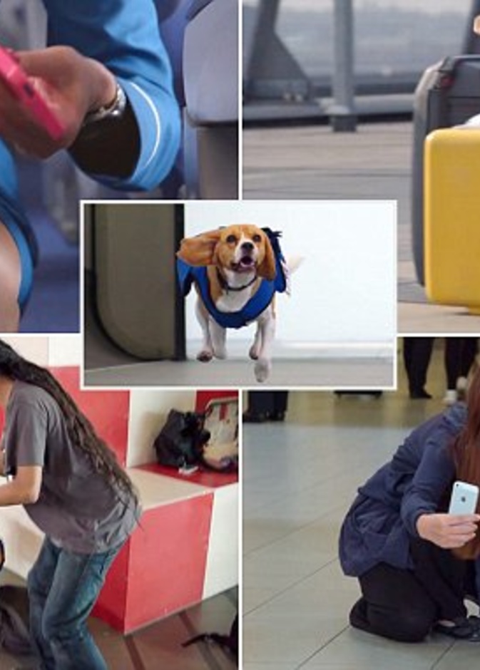 فيديو.. شركة طيران توظف كلبا للبحث عن المفقودات