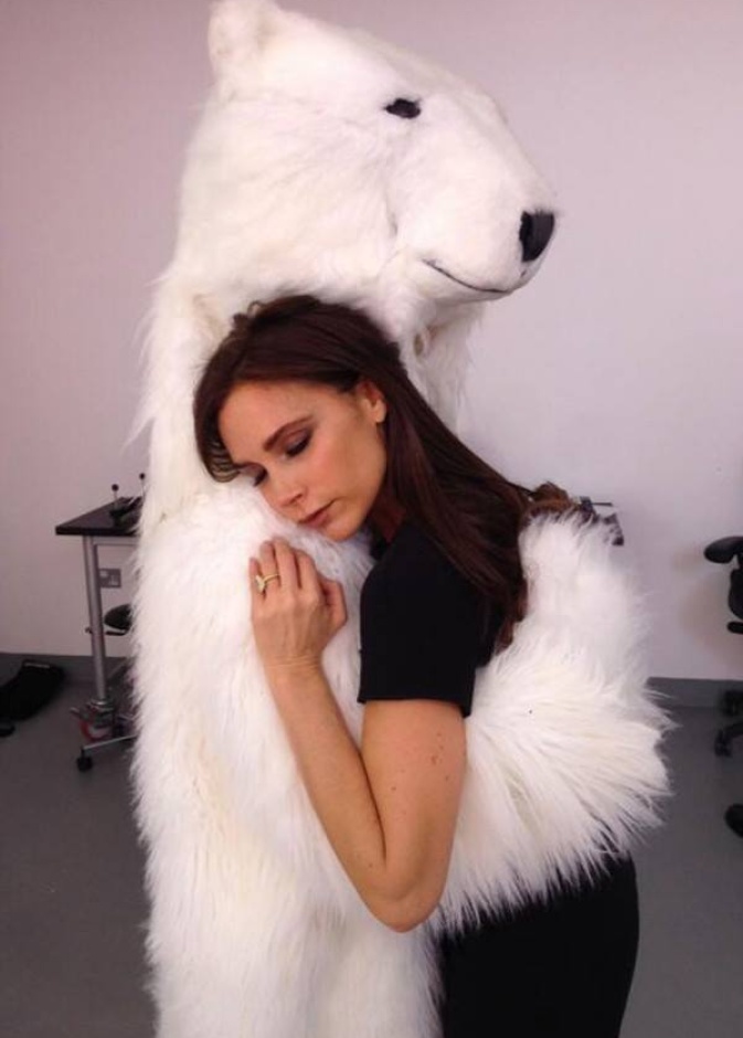 هل فقدت فيكتوريا بيكهام حنان زوجها لتحاول أخذه من هذا الدب؟