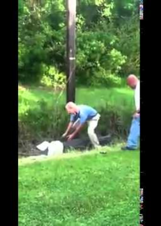 بالفيديو.. مسن يحارب تمساحا ضخما من أجل كرة غولف