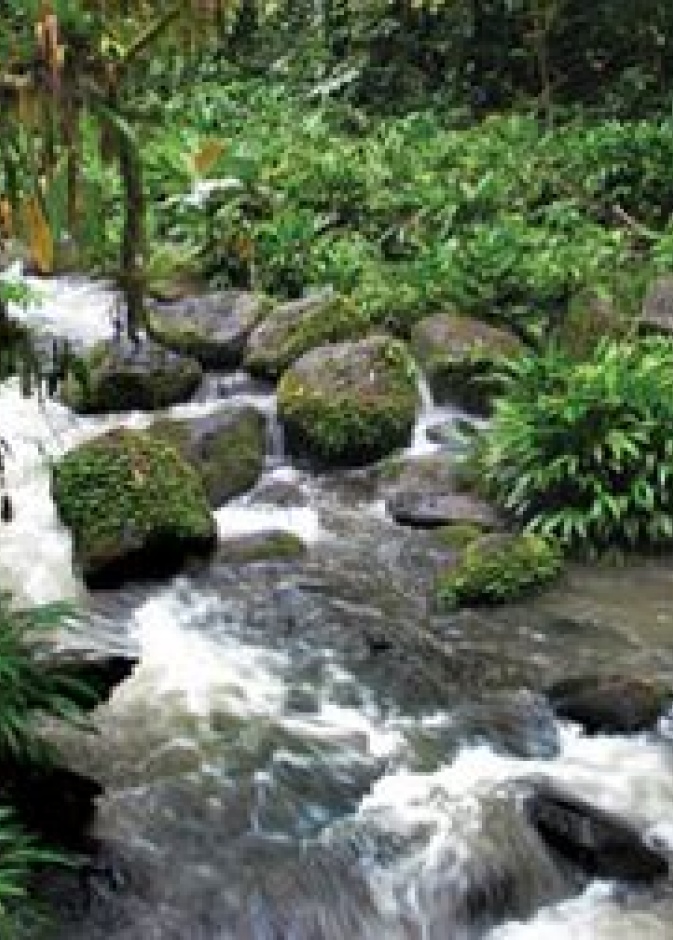 غابات كينيا