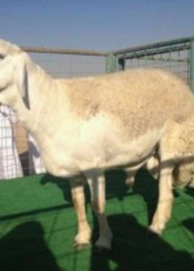 بيع خروف بـ 400 ألف ريال