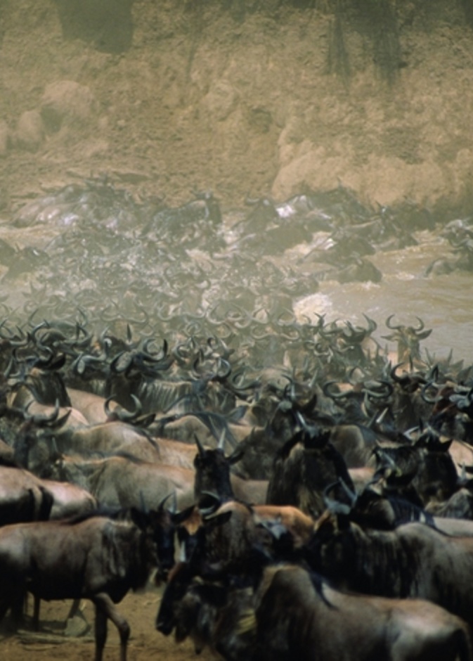 حياة برية حقيقية في قلب كينيا