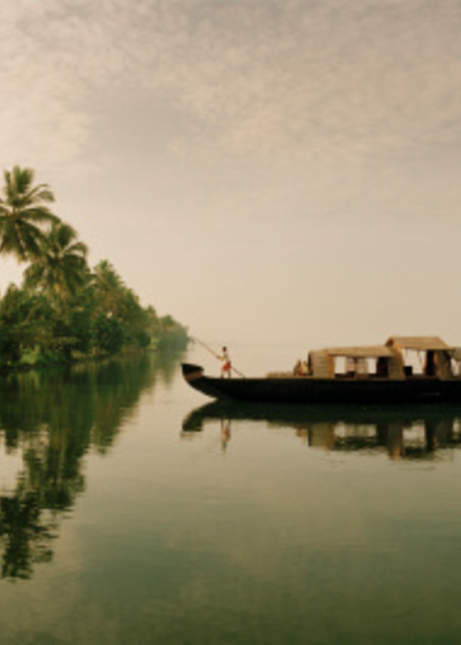 الأرز في ولاية كيرالا، الهند