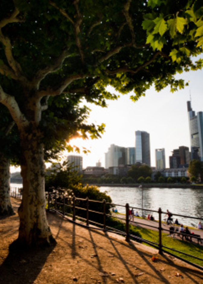 وسط المدينة ونهر الماين