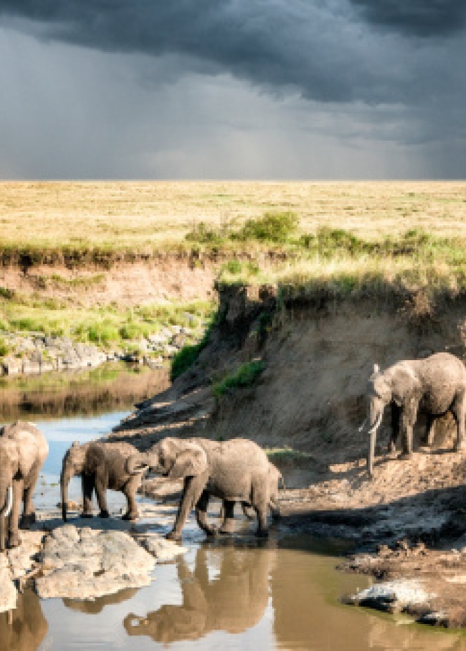 الفيلة الأفريقية عبور النهر