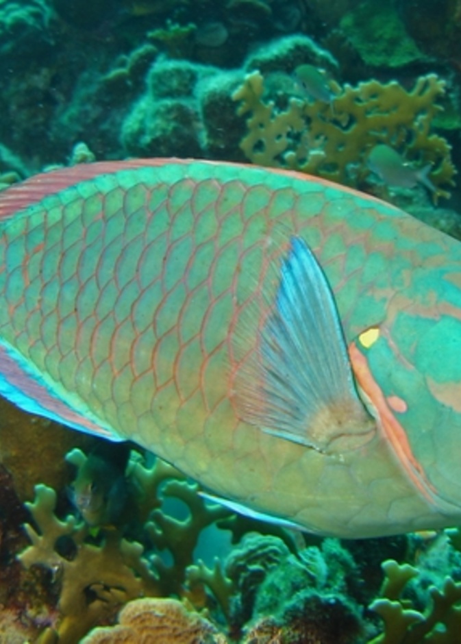 من سمك الحريد