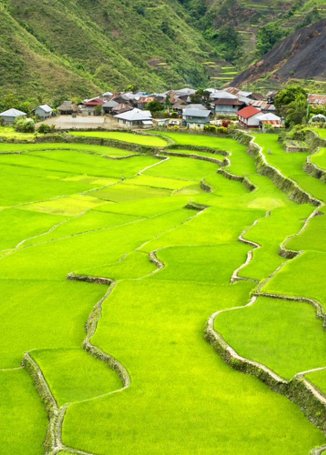 الأرز في جبال كورديليرا، الفلبين