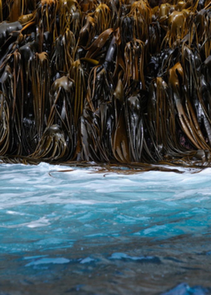 الأعشاب البحرية في المياه شبه القطبية الجنوبية