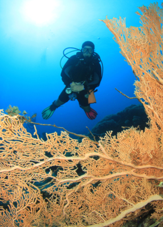 الشعاب المرجانية وغواص سكوبا