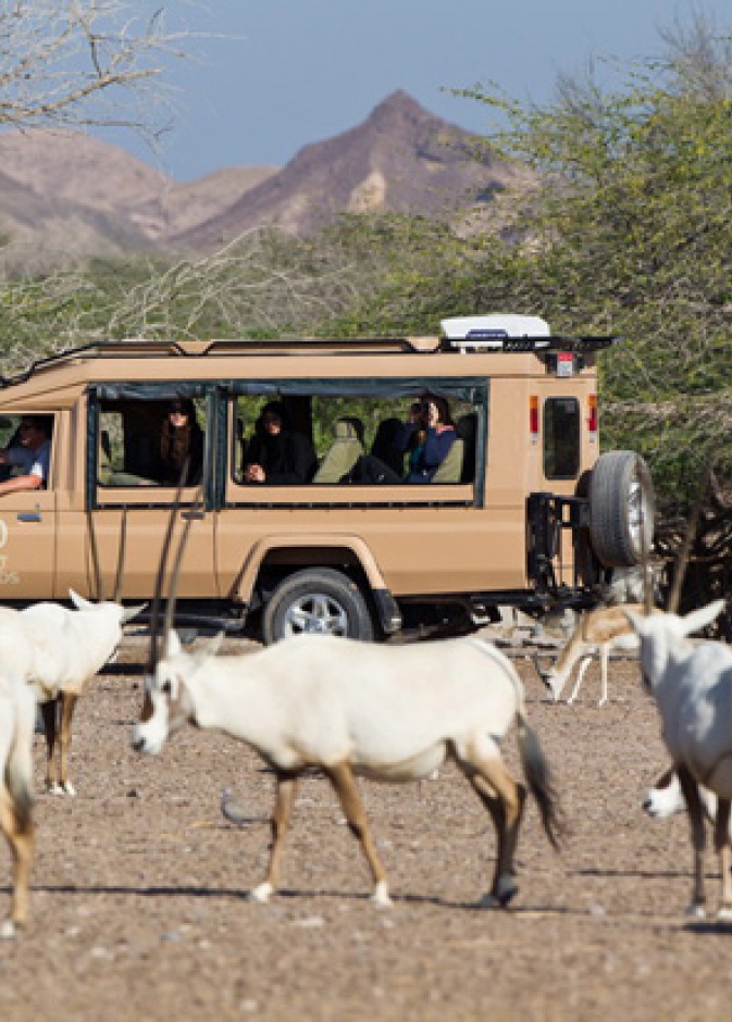 في جزيرة صير بني ياس 2010