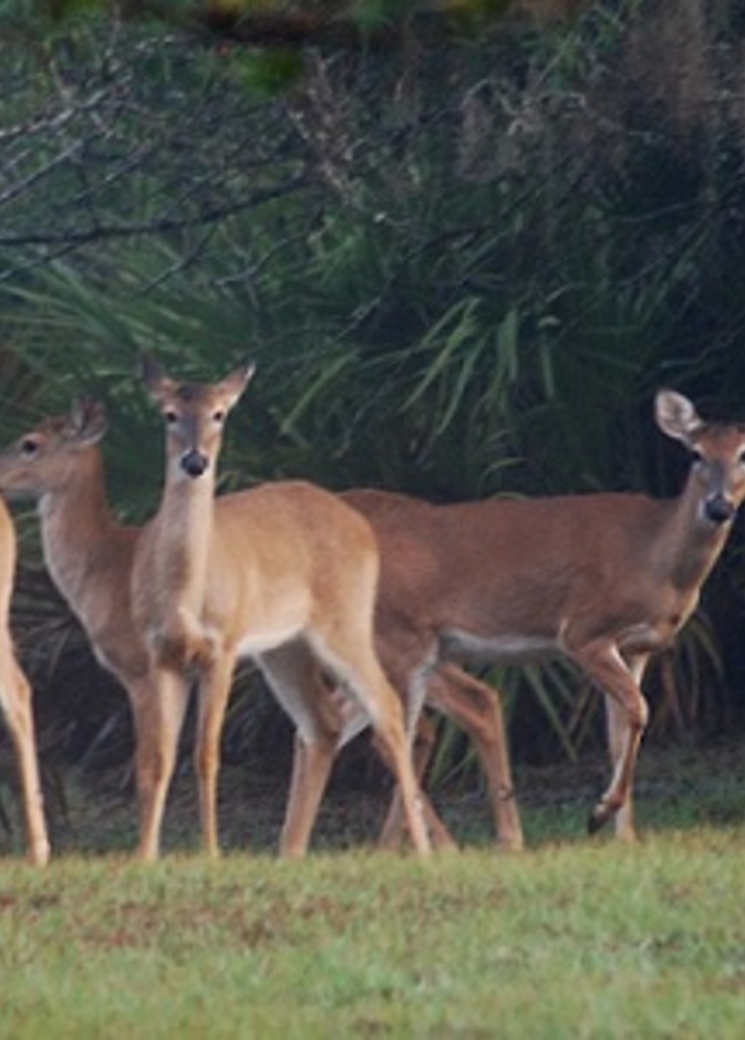 Bhagvan Mahavir Wildlife Sanctuary and Mollem National Park