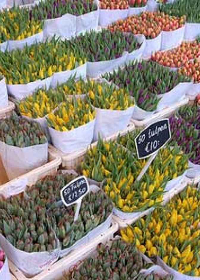 أمستردام... سحر كثير بإنفاق قليل!