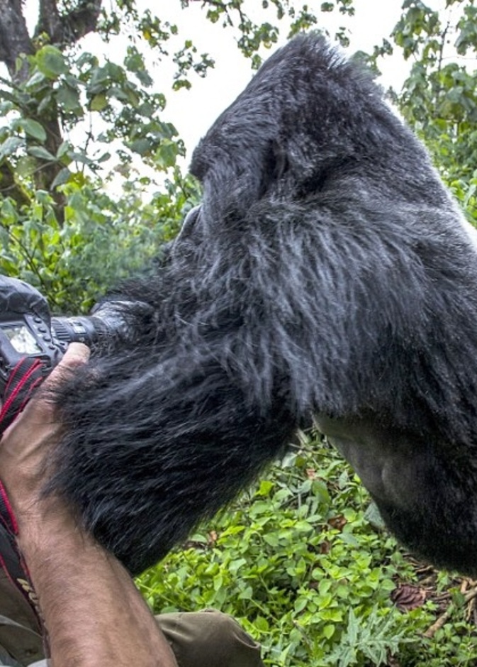 بالصور.. غوريلا تهاجم مصور