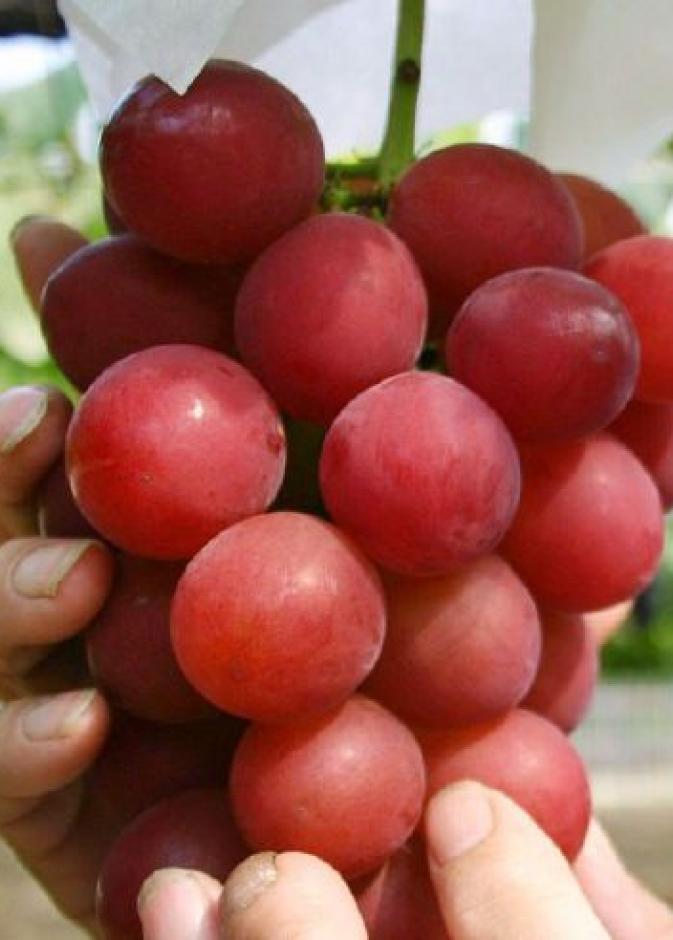 عنقود عنب روني رومان