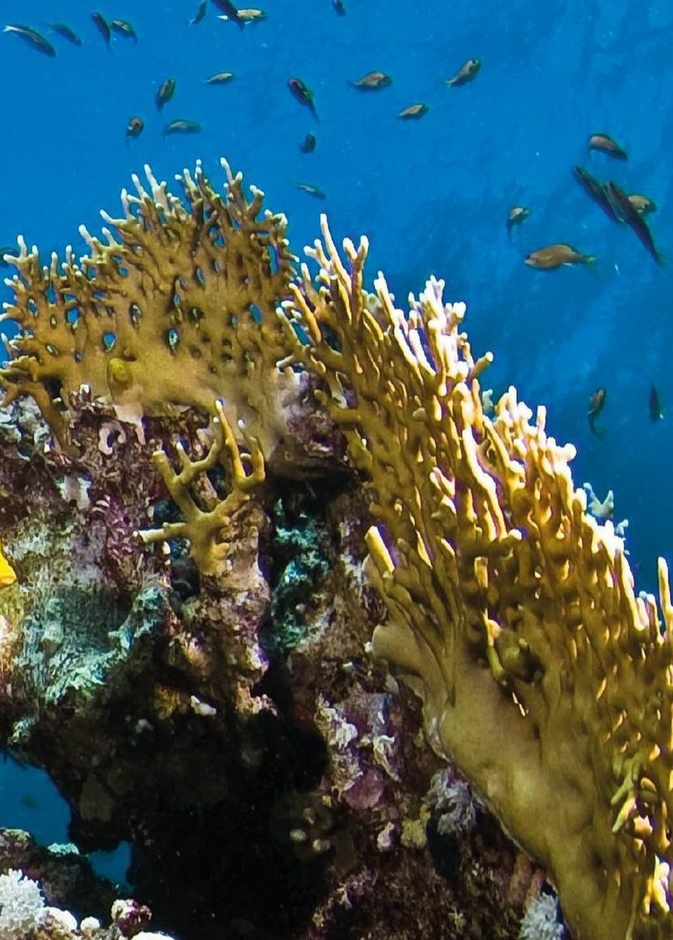 تعمل أمالا على توثيق وحماية التنوع البيئي في المنطقة