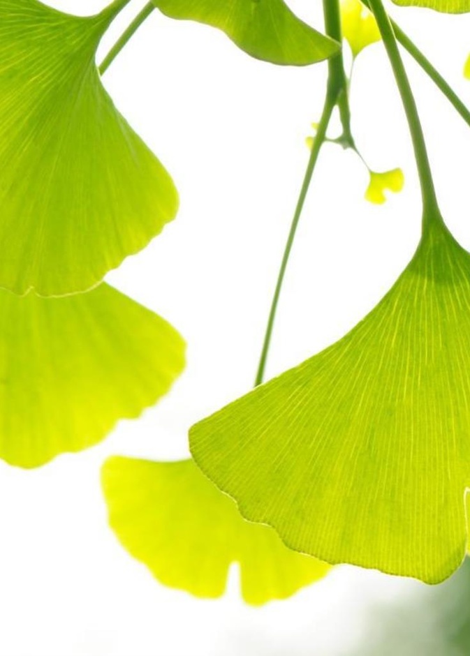 فوائد عشبة الجنكة للتنحيف