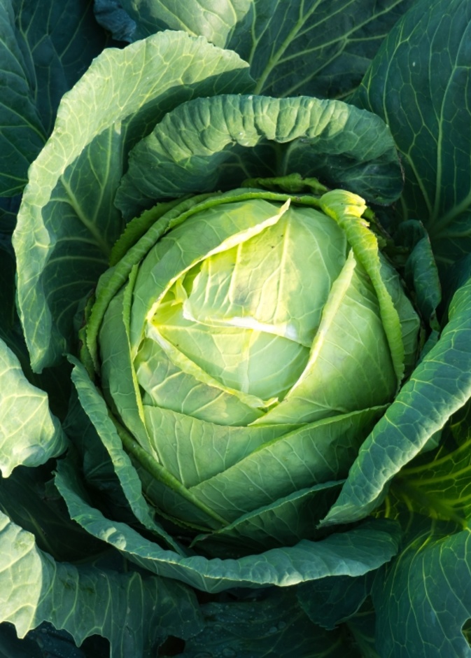 فوائد تناول الملفوف للوقاية من السرطان