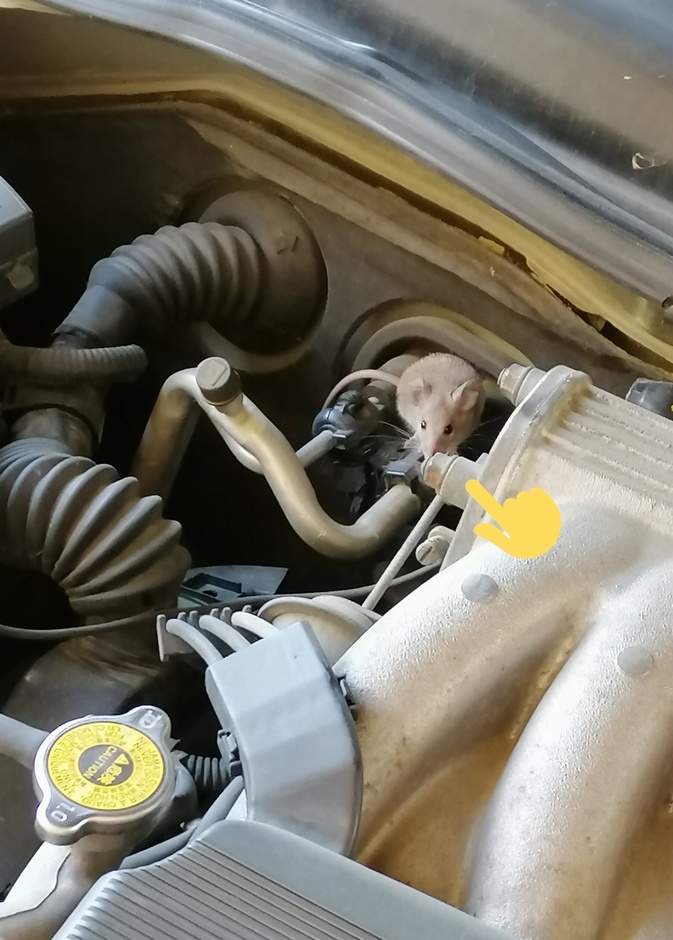 خبراء يحذرون من استخدام ماء الحنفية مع مبرد السيارة