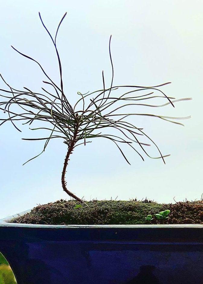 متحف بونساي Bonsai Museum