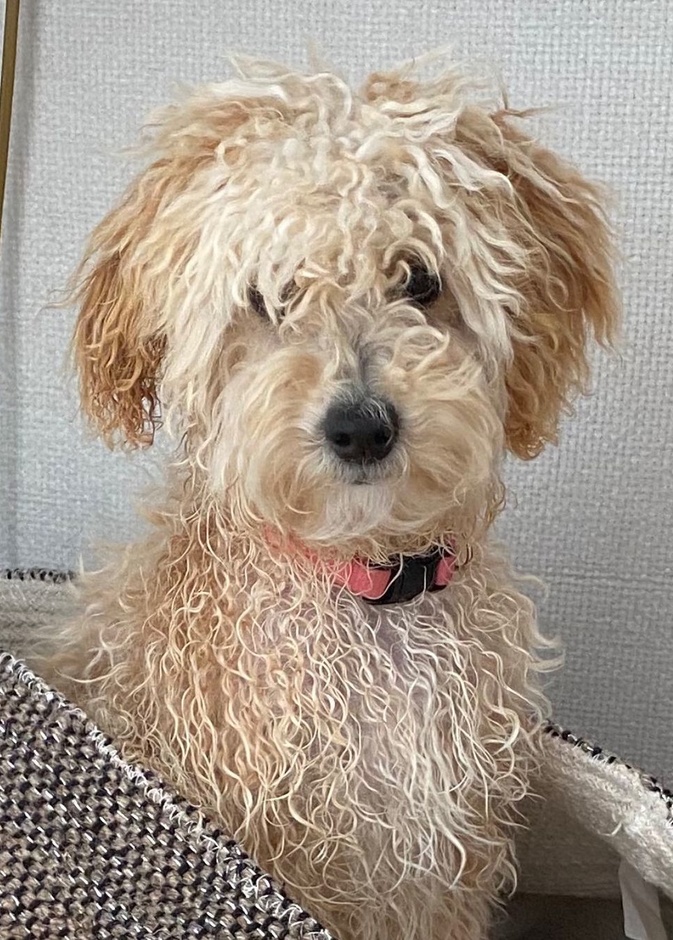 بمناسبة اليوم العالمي للحيوان.. العائلة المالكة الهولندية تنشر صورة "مامبو"