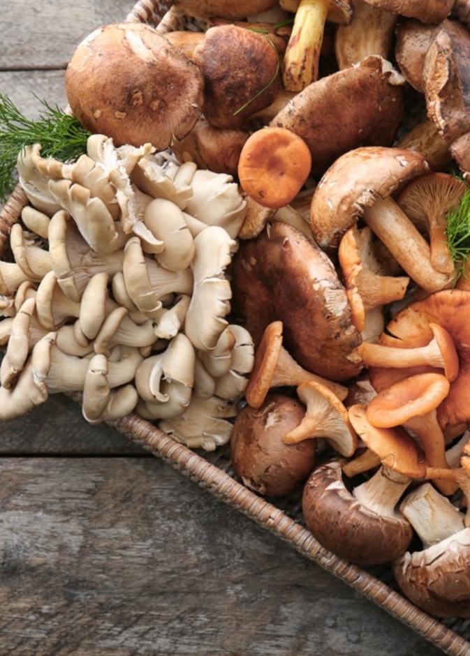 الفطر مصدر غني بفيتامين د