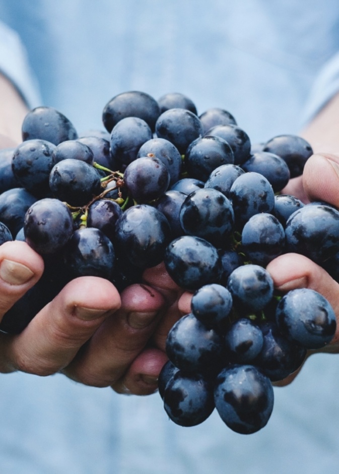 فوائد تناول العنب لمرضى ارتفاع الكوليسترول