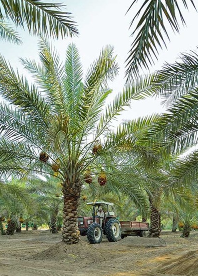 واحة الذيد.. أجواء تراثية ساحرة وتجربة ممتعة في أحضان الصحراء 