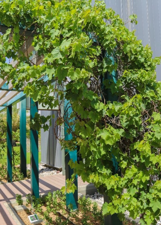 الحديقة النباتية الإسلامية.. تجربة هادئة في أحضان الطبيعة الخلابة بالشارقة 