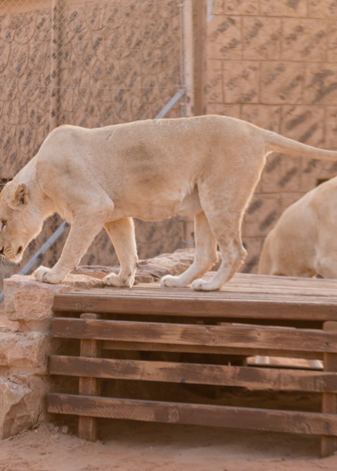 منطقة "رياض سفاري" تتيح لزوارها أيامًا إضافية من التجارب النادرة بوجود الأسد الأبيض