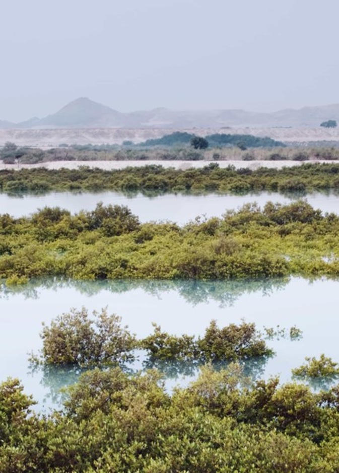منتزه القرم الوطني.. وجهة طبيعية ساحرة لعشاق الطبيعة في أبوظبي