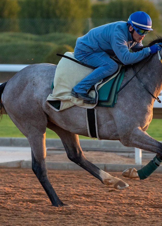 انطلاق مهرجان كؤوس الملوك 2022 لسباقات الخيل الجمعة المقبلة - المصدر نادي سباقات الخيل